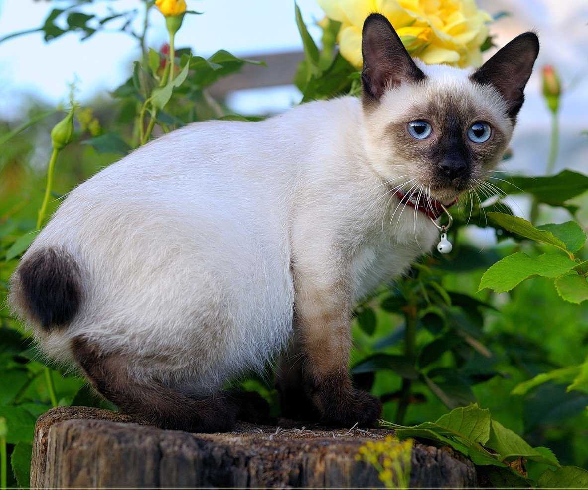 Тайская кошка фото и описание