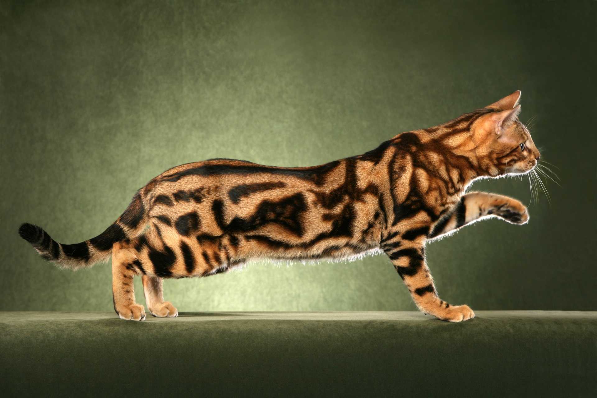 Рассмотрите фотографию кошки дикого окраса породы бенгальская. Бенгальская кошка Марбл. Бенгальская кошка Браун Марбл. Бенгал мраморный табби. Кошка породы бенгал мраморный.