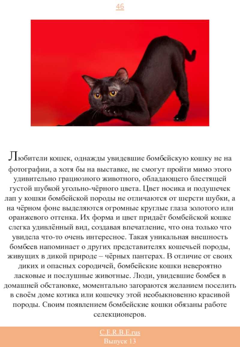 Черная кошка содержание. Бомбейская кошка фото и описание породы. Бомбейская черная кошка описание. Бомбейская кошка характер. Породы кошек Бомбейская с фотографиями.
