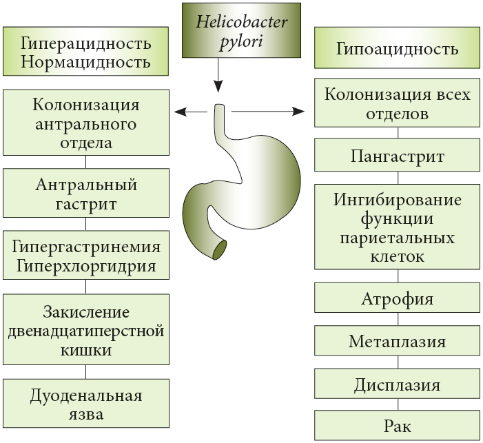 Гастрит у кошек