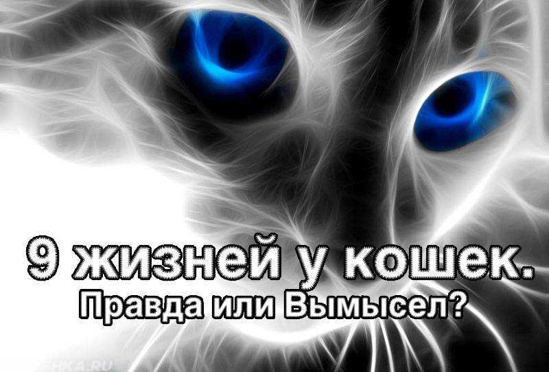 Почему говорят, что у кошек 7 или 9 жизней, легенда это или правда и сколько их на самом деле?