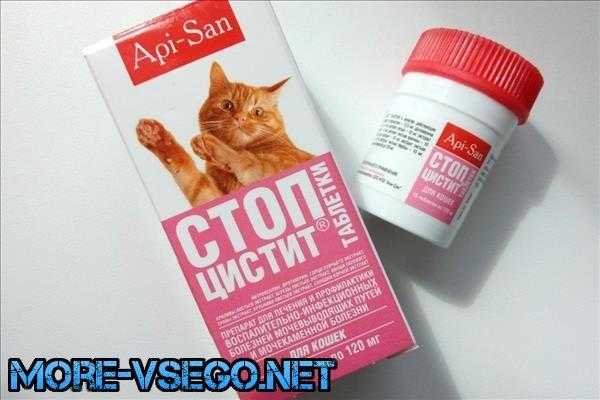 Цистит у кошек: симптомы, диагностика, лечение, профилактика | блог ветклиники "беланта"