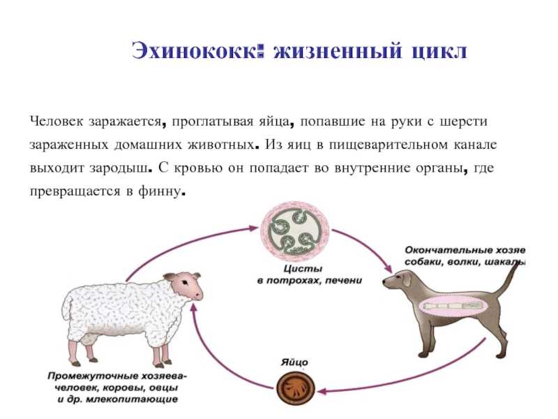 Может ли человек заразиться глистами от кошки (ребенок и взрослый): пути передачи