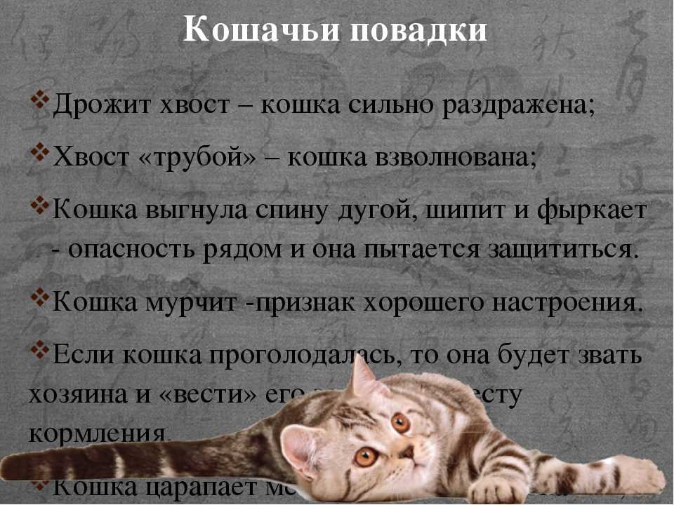 Кошка перестала ходить в лоток. что делать?
