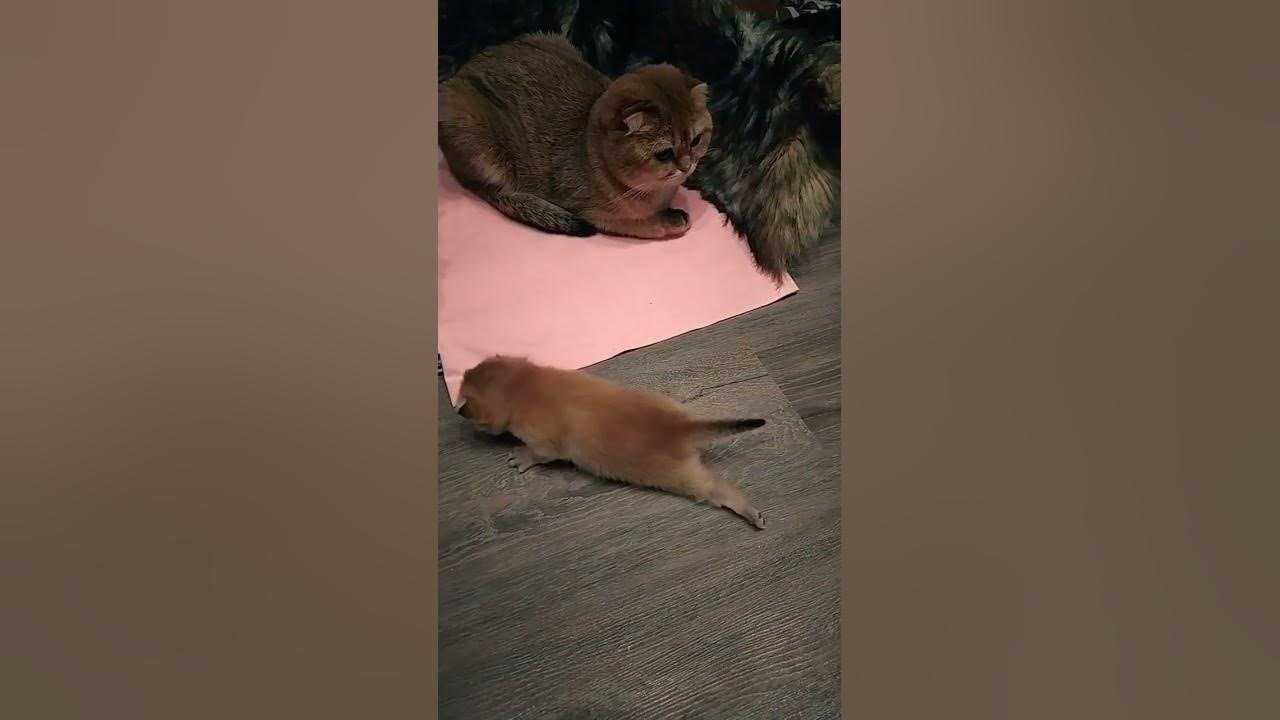 Как дрессировать кота? советы эксперта