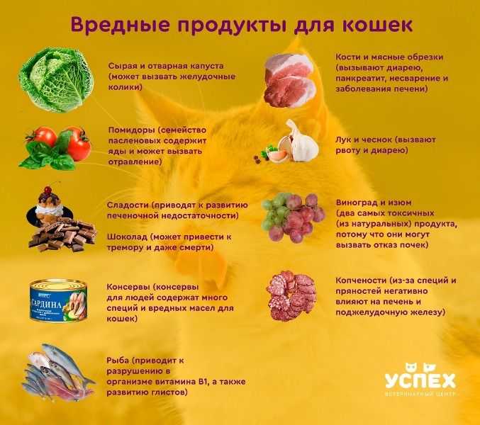 Рецепты натурального домашнего корма для кошек